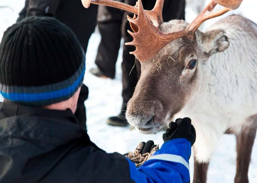 Saariselkä: Reindeer Farm Experience with Snack and Drinks - What $69 buys you