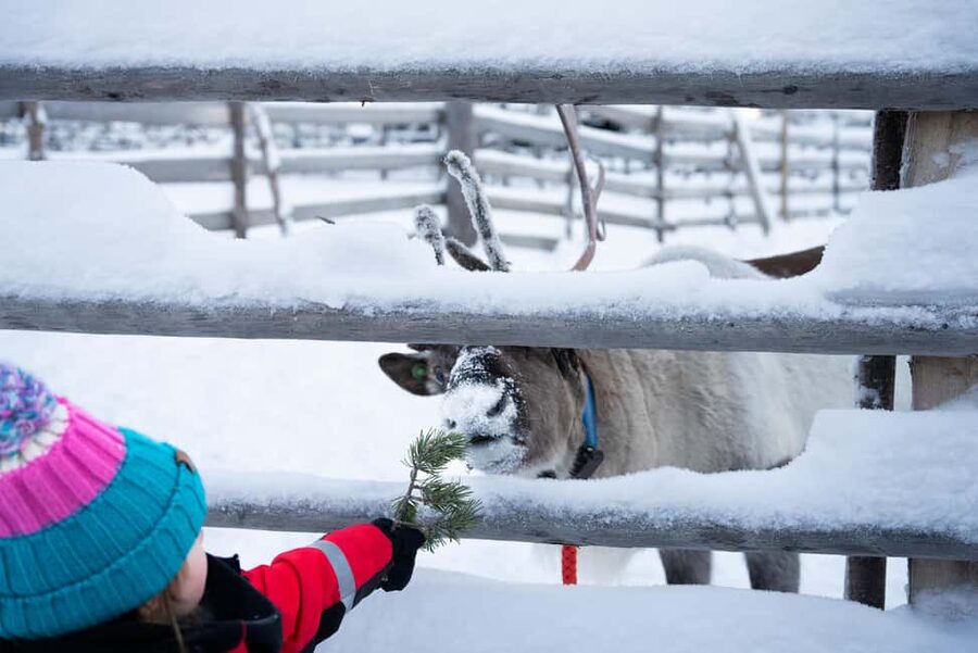 Saariselkä: Reindeer Farm Experience with Snack and Drinks - Who will enjoy this most