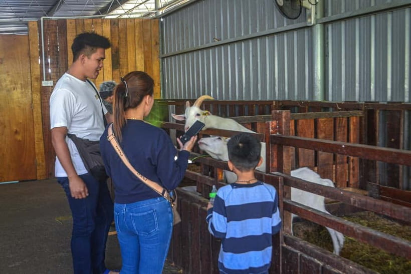 Sabah: Kinabalu Park, Poring Hot Springs & Desa Farm Tour - Who will enjoy this day most