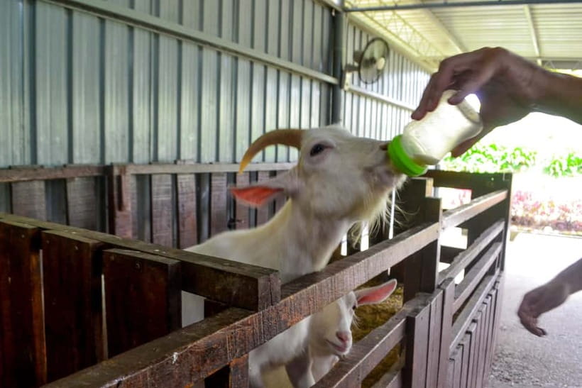 Sabah: Kinabalu Park, Poring Hot Springs & Desa Farm Tour - Kinabalu Park and Mount Kinabalu views