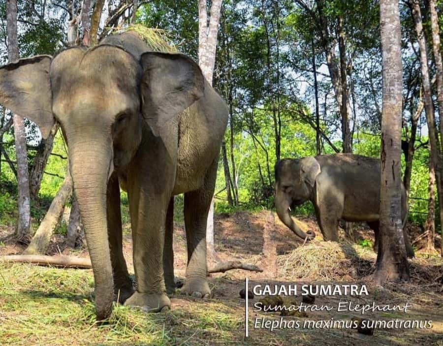 Safari Lagoi & Eco Farm Bintan - What Safari Lagoi is trying to do