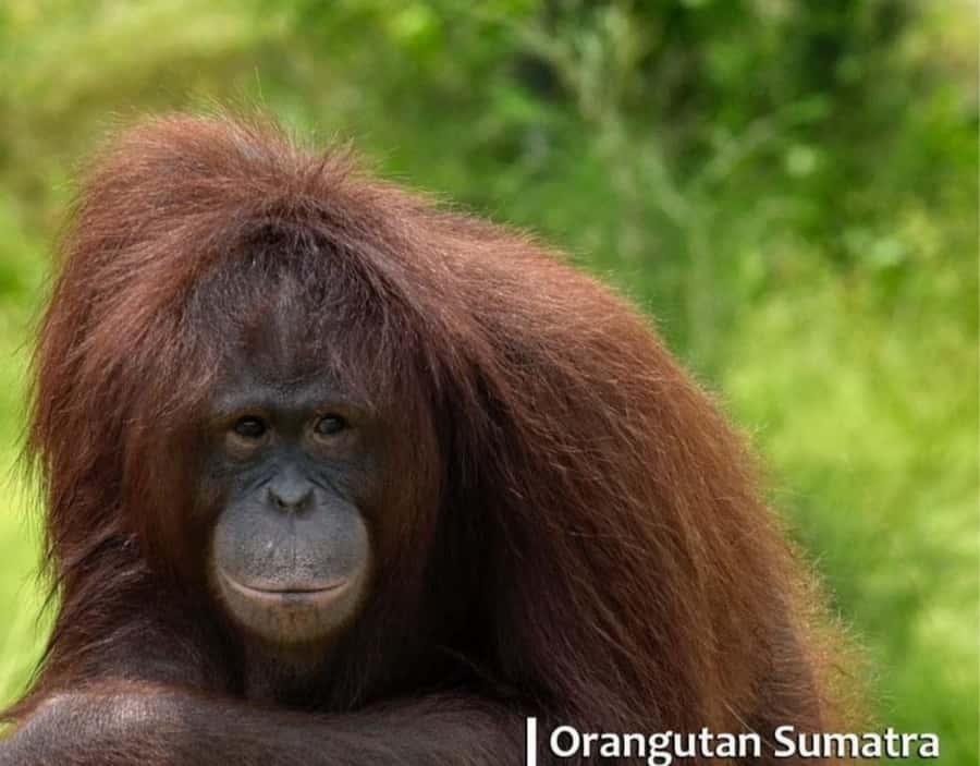 Safari Lagoi & Eco Farm Bintan - Walking through the Eco Farm