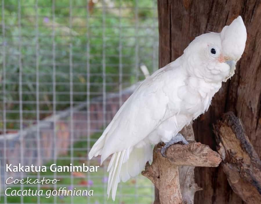 Safari Lagoi & Eco Farm Bintan - Why the private format matters