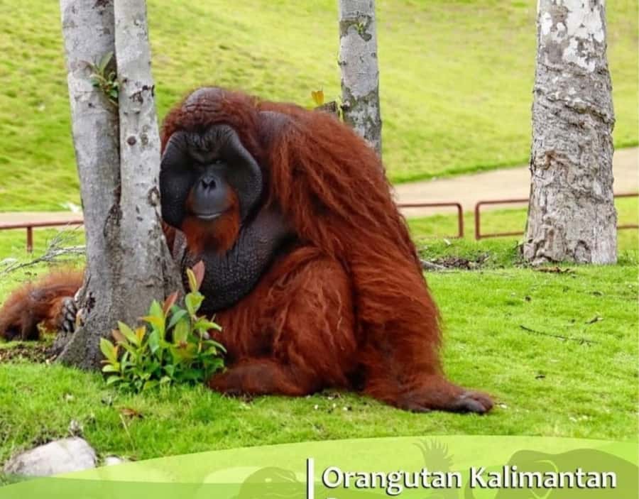 Safari Lagoi & Eco Farm Bintan - Meeting the tigers, bears, reptiles, and primates