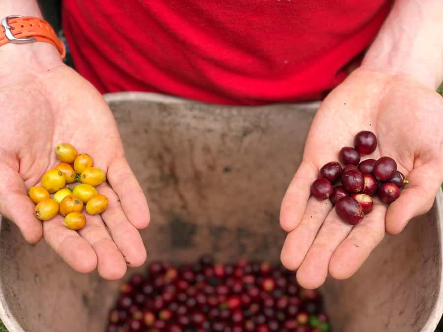 Salento: Coffee Farm Tour with Tasting - From Filandia pickup to the coffee finca