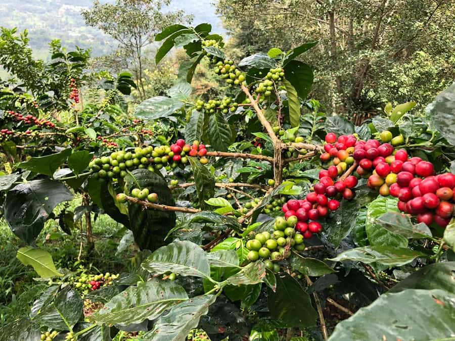 Salento: Coffee Farm Tour with Tasting - Who will enjoy this coffee experience most?