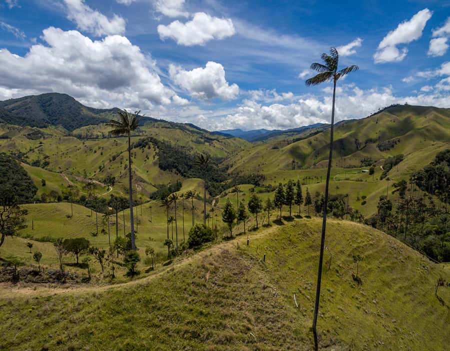 Salento: Private Cocora Valley, Salento & Coffee Farm Tour - A Colombian coffee farm from cherry to cup