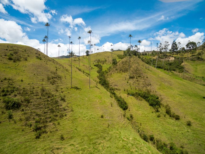 Salento: Private Cocora Valley, Salento & Coffee Farm Tour - What the private format adds