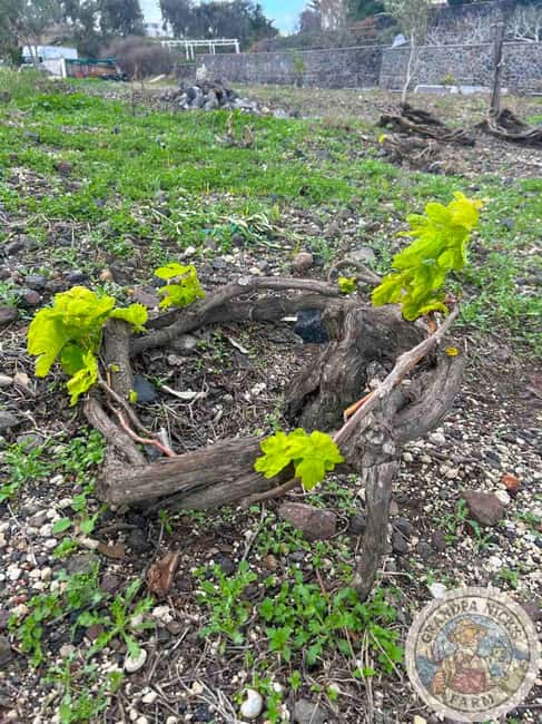 Santorini: Farm and Winery Guided Tour - Key points at a glance