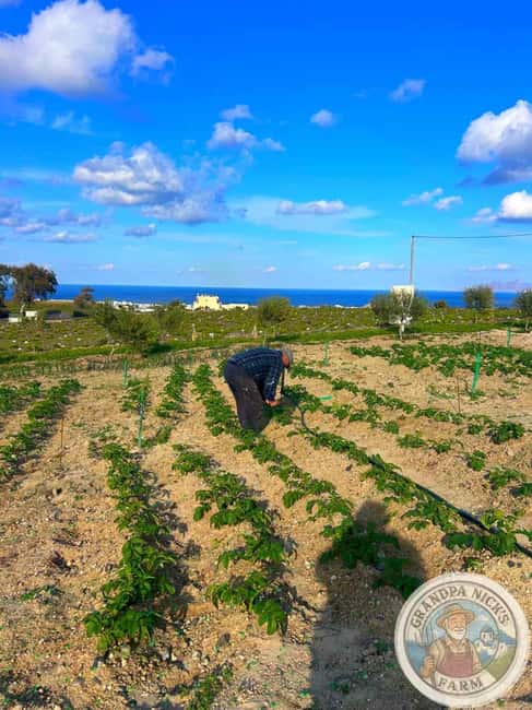 Santorini: Farm and Winery Guided Tour - Who should book this experience?