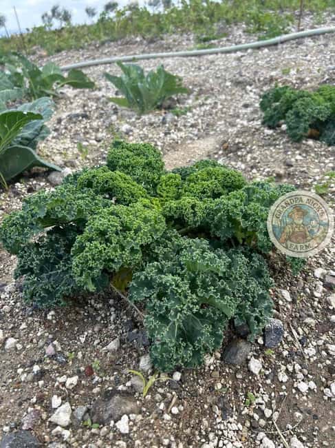 Santorini: Farm and Winery Guided Tour - Santorini’s volcanic farming story