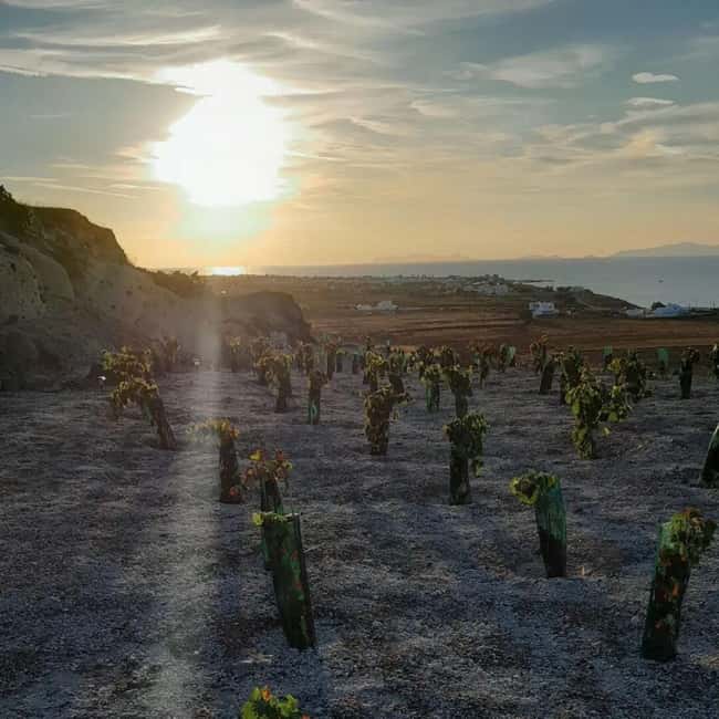 Santorini: Private Agri-Educational Visit to an Organic Farm - What the $56 price means in practice