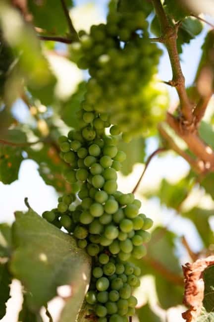 Santorini: Private Agri-Educational Visit to an Organic Farm - Who should book this organic farm experience?