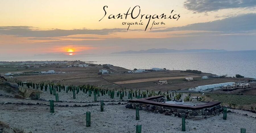 Santorini: Private Agri-Educational Visit to an Organic Farm - Walking from the meeting point to the estate