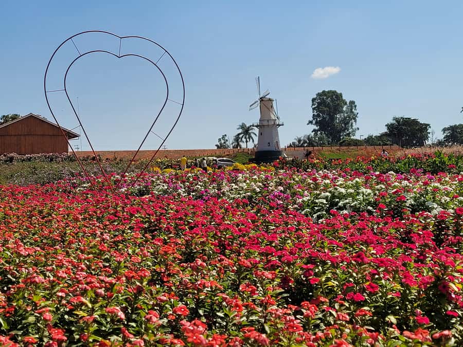 São Paulo: Holambra Colorful Flower Farm Guided Day Trip - Why Holambra makes a good break from São Paulo
