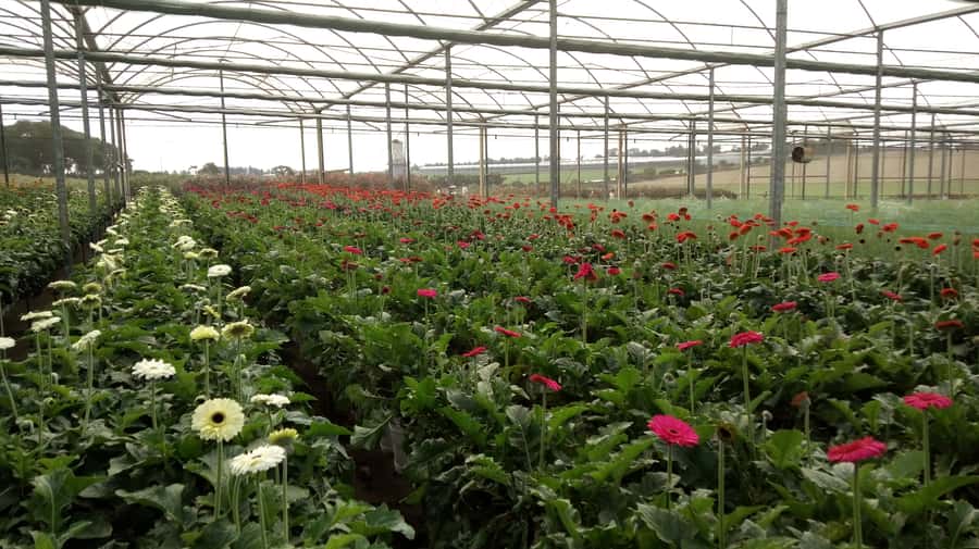 São Paulo: Holambra Colorful Flower Farm Guided Day Trip - Afternoon time on Boulevard Street