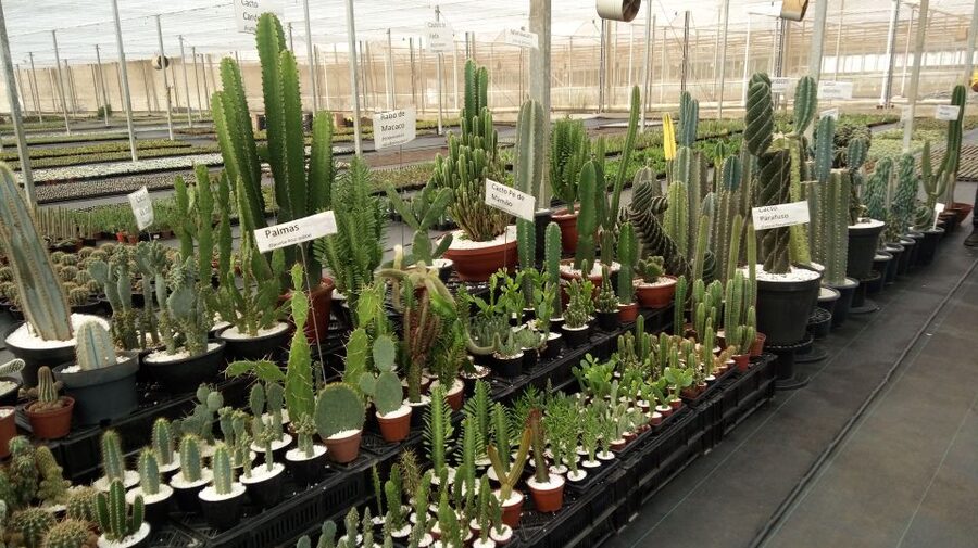 São Paulo: Holambra Colorful Flower Farm Guided Day Trip - How the timing shapes the experience