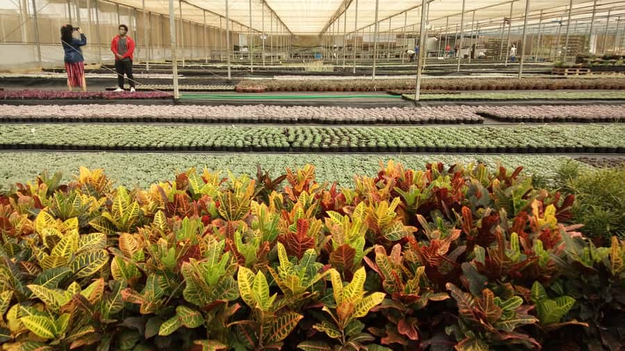 São Paulo: Holambra Colorful Flower Farm Guided Day Trip - Should you book it?