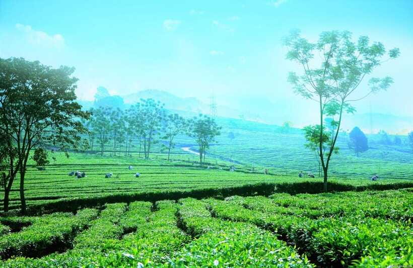 Sapa to Waterfall, Green Tea Farm with motorbike driver - Tan Uyen tea country for two unhurried hours