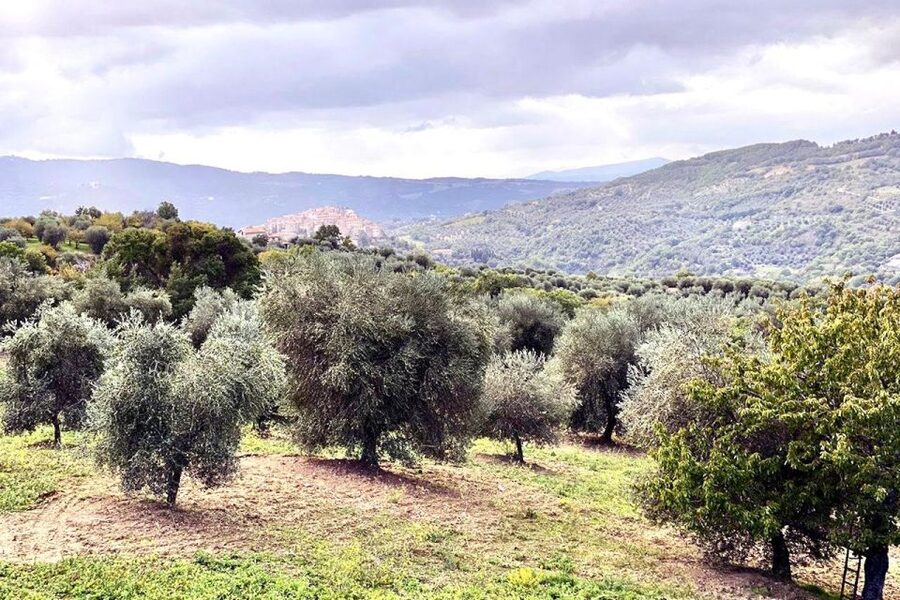 Seggiano: Typical Tuscan Farm Tour with Olive Oil Tasting - Why this olive oil tour is worth your time