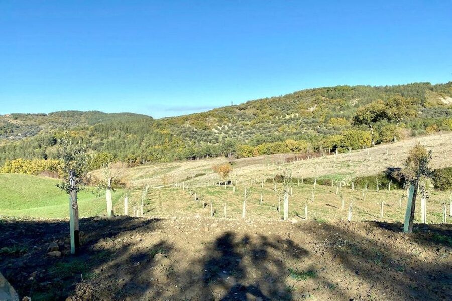 Seggiano: Typical Tuscan Farm Tour with Olive Oil Tasting - What the guide adds to the experience