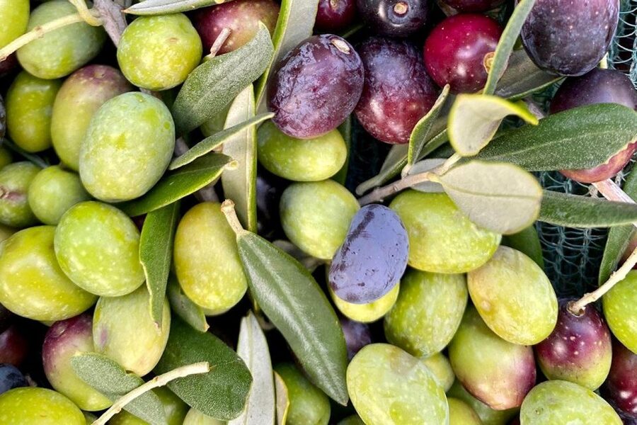 Seggiano: Typical Tuscan Farm Tour with Olive Oil Tasting - Who will enjoy Olio Abbraccio most