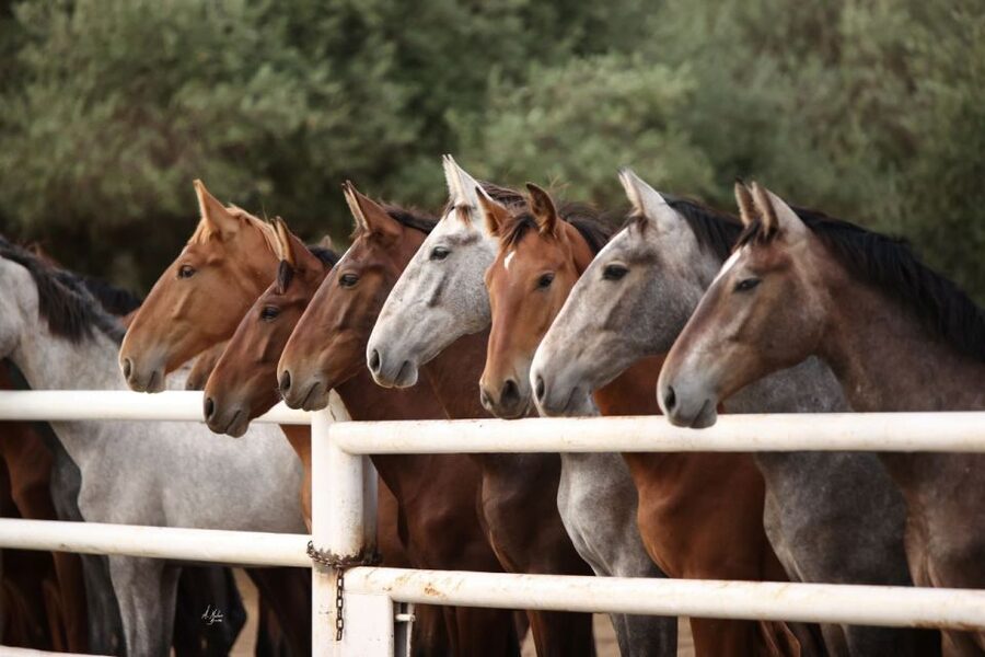 Seville: Horse's Show Entry Ticket. Optional Stud Farm Visit - Should you book Yeguada Torreluna?