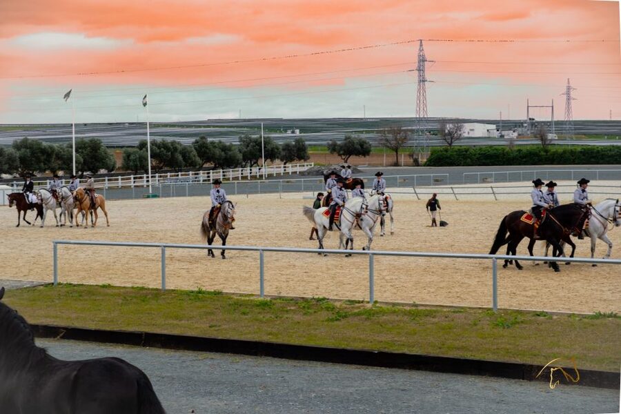 Seville: Horse's Show Entry Ticket. Optional Stud Farm Visit - What Yeguada Torreluna offers beyond a standard horse show