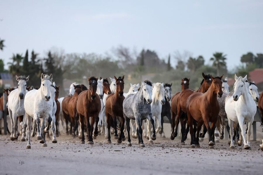 Seville: Horse's Show Entry Ticket. Optional Stud Farm Visit - Seven stops built around human values