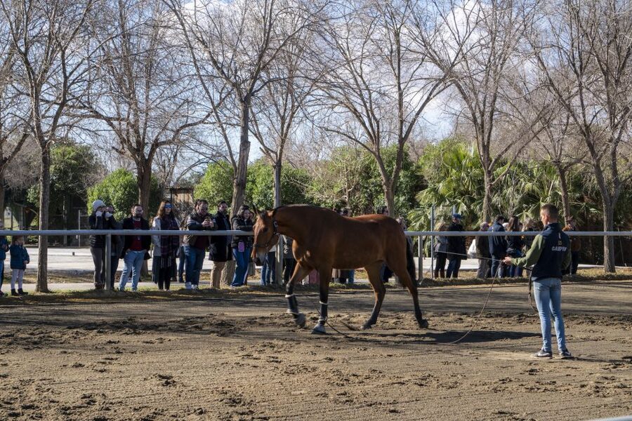 Seville: Horse's Show Entry Ticket. Optional Stud Farm Visit - Getting from Seville to the ranch