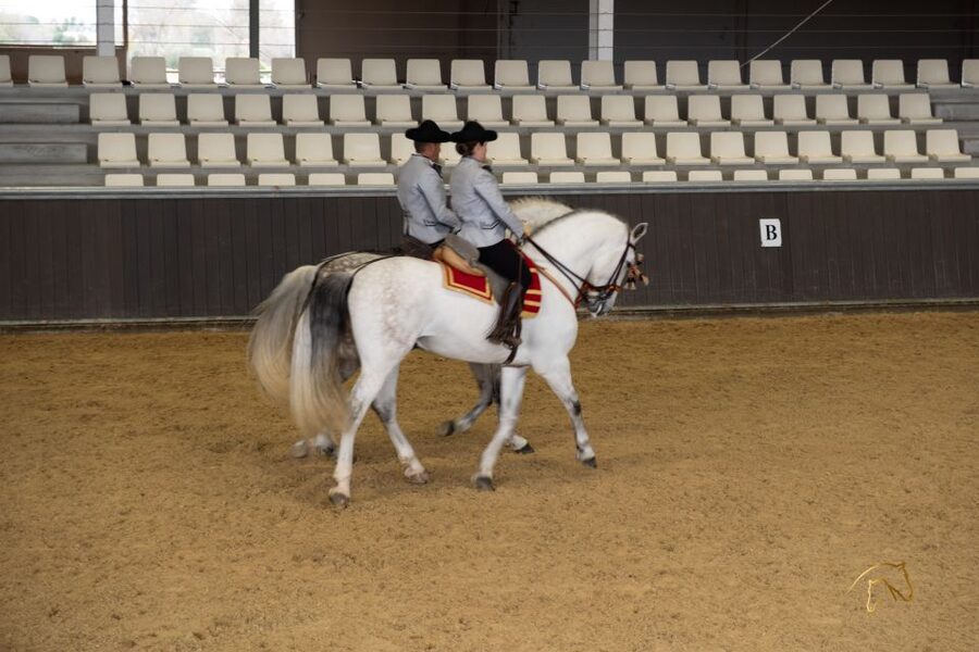 Seville: Horse's Show Entry Ticket. Optional Stud Farm Visit - Choosing between the 45-minute show and the longer visit