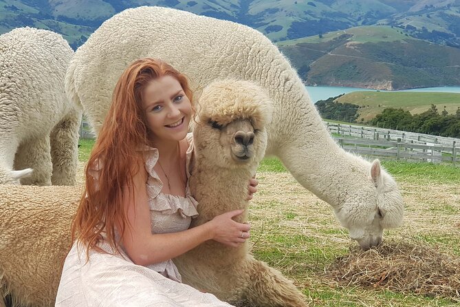 Shamarra Alpaca Farm Tours - Why Shamarra Alpacas works so well in Akaroa