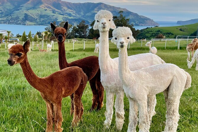 Shamarra Alpaca Farm Tours - The views above Akaroa Harbour