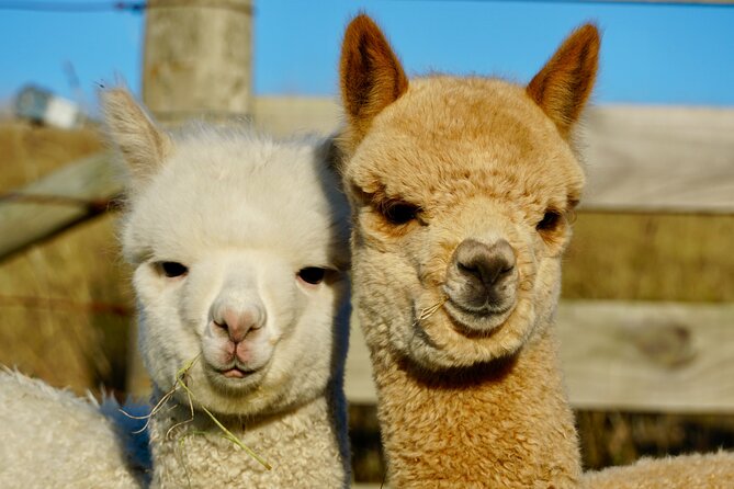 Shamarra Alpaca Farm Tours - The staff make the short tour worthwhile