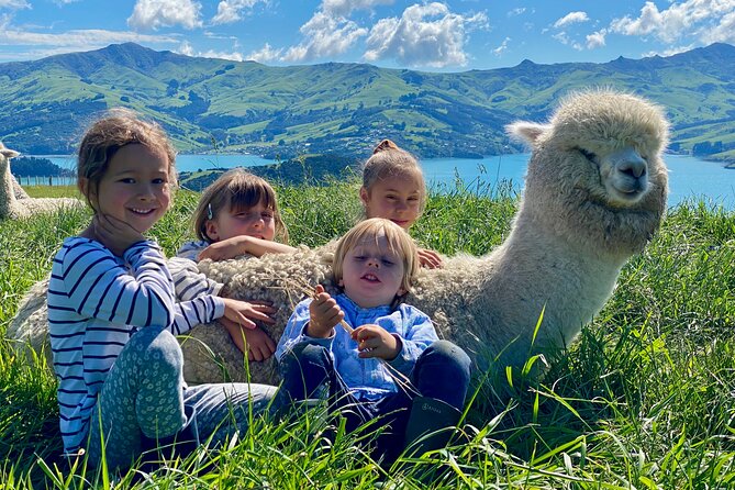 Shamarra Alpaca Farm Tours - Is $38.26 good value?