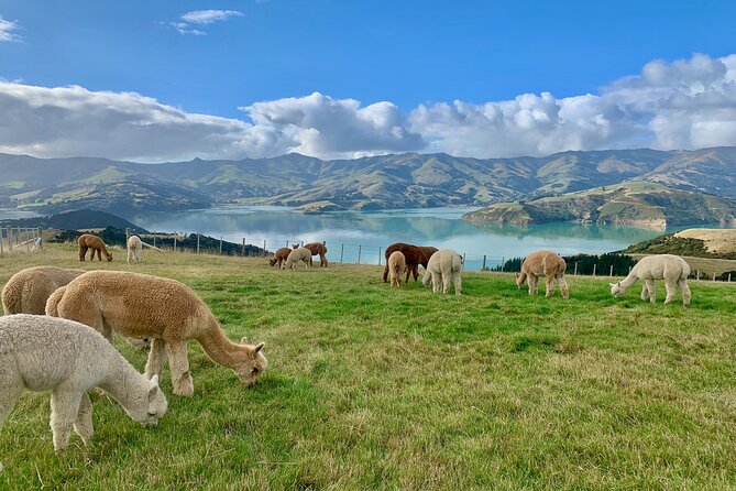 Shamarra Alpaca Farm Tours - Getting to the farm from Akaroa or Christchurch