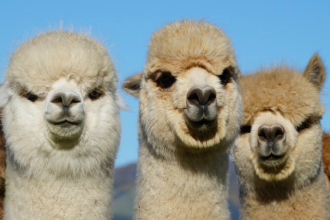 Shamarra Alpaca Farm Tours - Who will enjoy this alpaca farm visit?