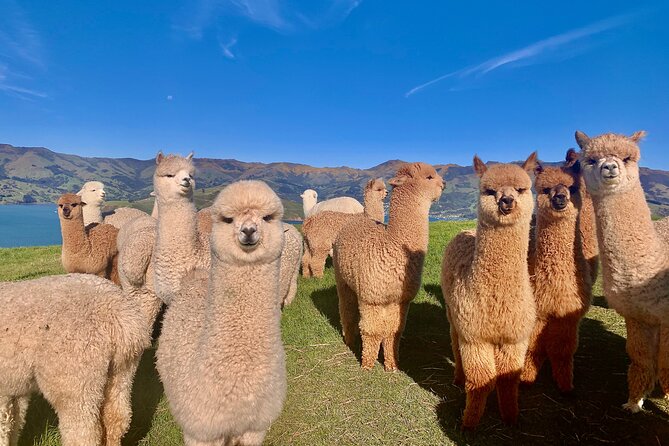 Shamarra Alpaca Farm Tours - What happens during the one-hour visit