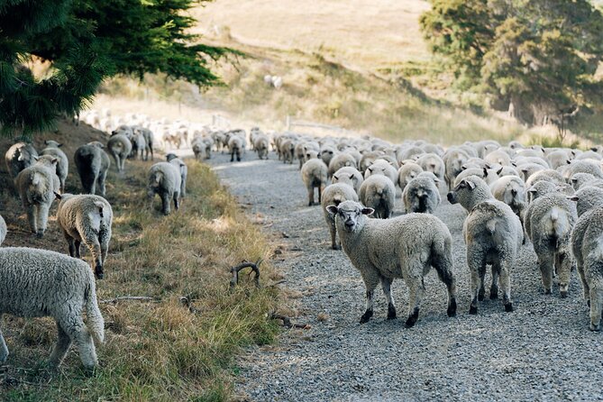 Sheep Farm Day Trip from Christchurch + Lunch and Winery visit. - Who will enjoy this day most