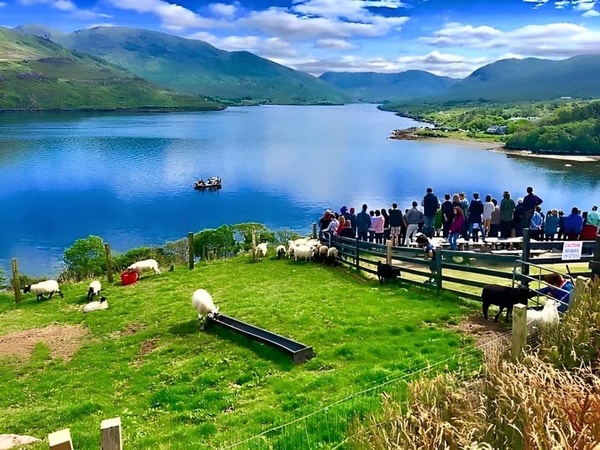 Sheepdog herding demo on working sheep farm. Galway. Guided. - Key points at a glance