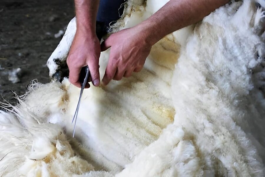 Sheepdog herding demo on working sheep farm. Galway. Guided. - Lambs and close contact with farm animals