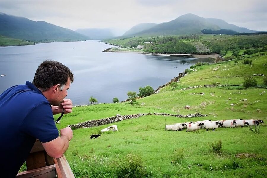 Sheepdog herding demo on working sheep farm. Galway. Guided. - Summer shearing shows another side of farm work