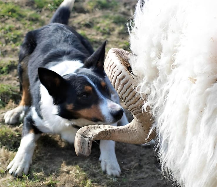 Sheepdog herding demo on working sheep farm. Galway. Guided. - Practical advice before you go