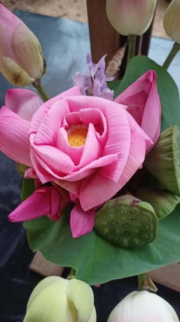 Siem Reap: Lotus Silk Farm- Tour, Lake & Masterclass - The guided visit explains how lotus becomes silk