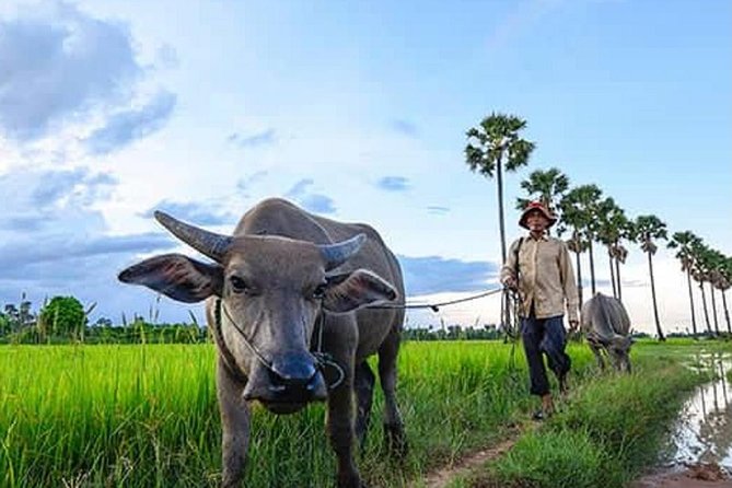 Siem Reap: Silk Farm & Countryside Offbeat Jeep Tour - Village homes, rice fields, and everyday work