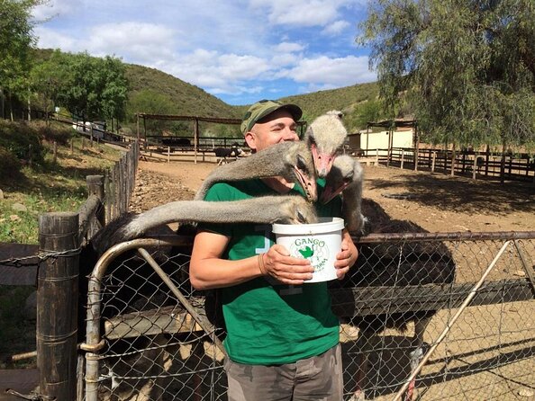 Skip the Line: Highgate Ostrich Farm Tour Ticket - Key things to know before you go