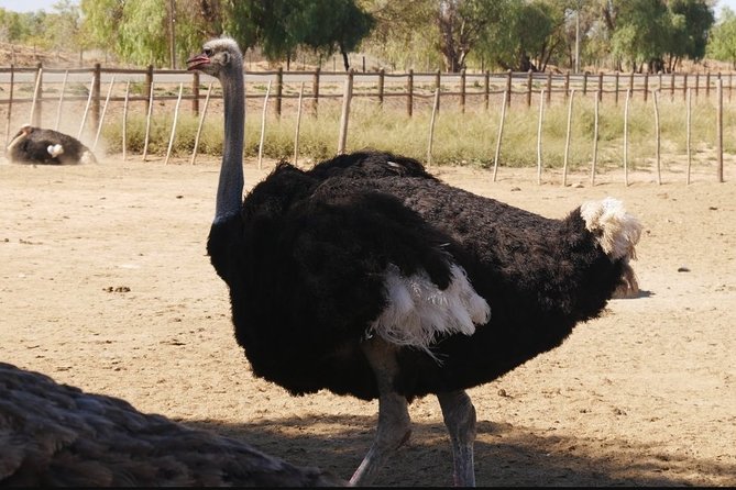 Skip the Line: Highgate Ostrich Farm Tour Ticket - The ostrich derby at the end