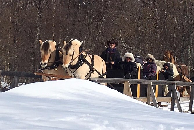 Sleigh Ride w/ snacks - Experience Arctic Farm Life - Meeting the horses, sheep, and farm family