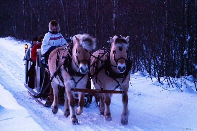 Sleigh Ride w/ Tapas Meal - Experience Arctic Farm Life - Should you book the Omdal Gard sleigh ride?