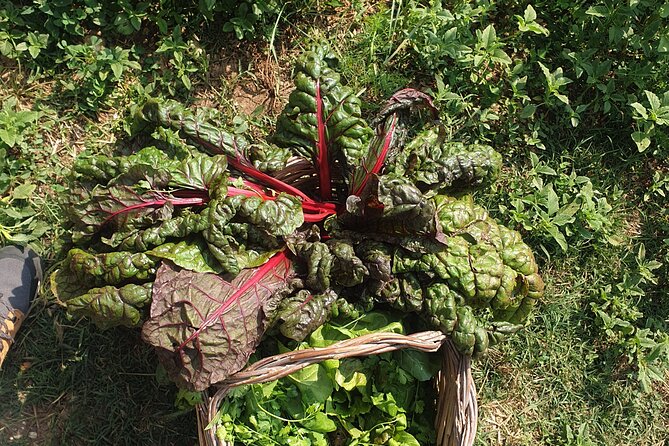 Slowlife Family Farm- Cook with us From Garden to Table Syracuse - Natural wine, local producers, and family toasts